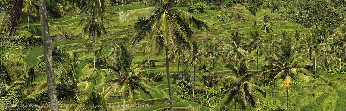 Peter Bellingham Photography Rice Terraces - Bali (PBH4 00 16585)